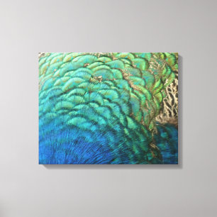 Peacock Feathers I Colourful Abstract Nature Desig Canvas Print