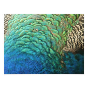 Peacock Feathers I Colourful Abstract Nature Desig Photo Print