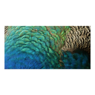 Peacock Feathers I Colourful Abstract Nature Desig Poster
