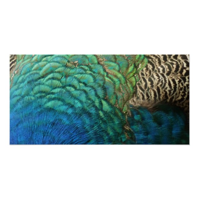 Peacock Feathers I Colourful Abstract Nature Desig Poster (Front)