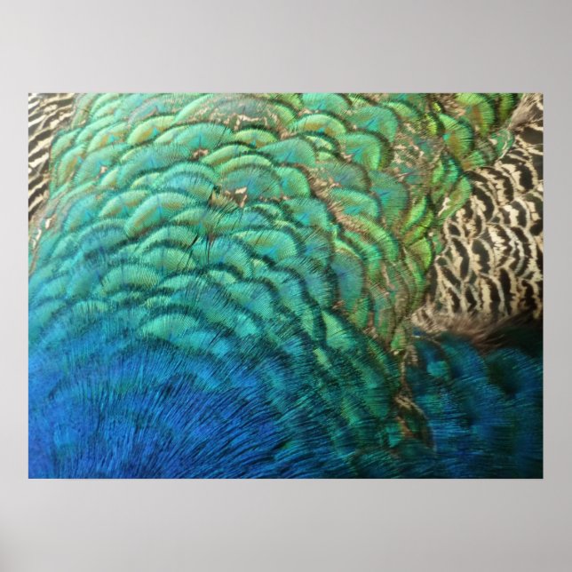 Peacock Feathers I Colourful Abstract Nature Desig Poster (Front)