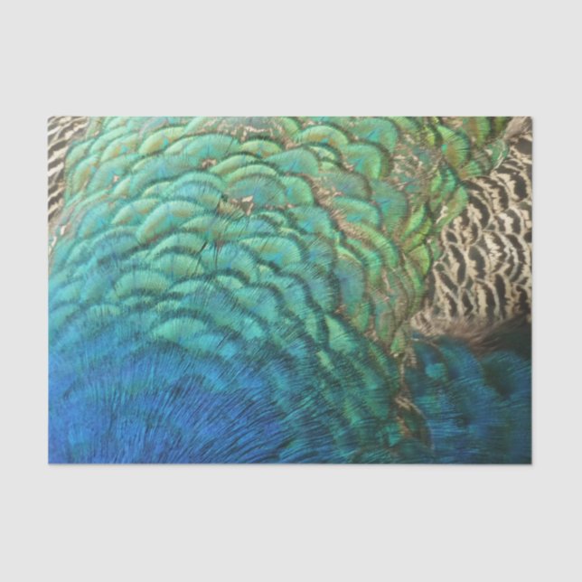 Peacock Feathers I Colourful Abstract Nature Desig Tissue Paper (Front)