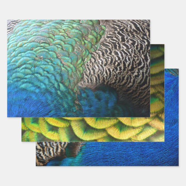 Peacock Feathers I Colourful Abstract Nature Desig Wrapping Paper Sheet (Set)