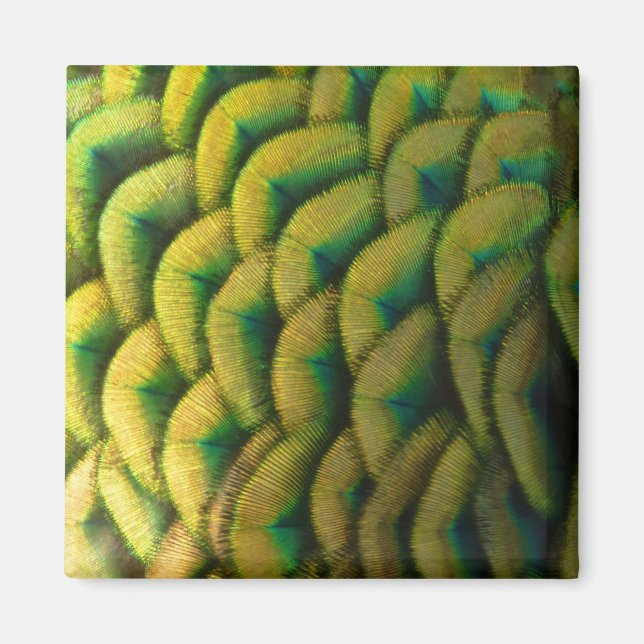 Peacock Feathers II Colourful Nature Magnet (Front)