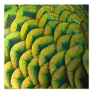 Peacock Feathers II Colourful Nature Photo Print