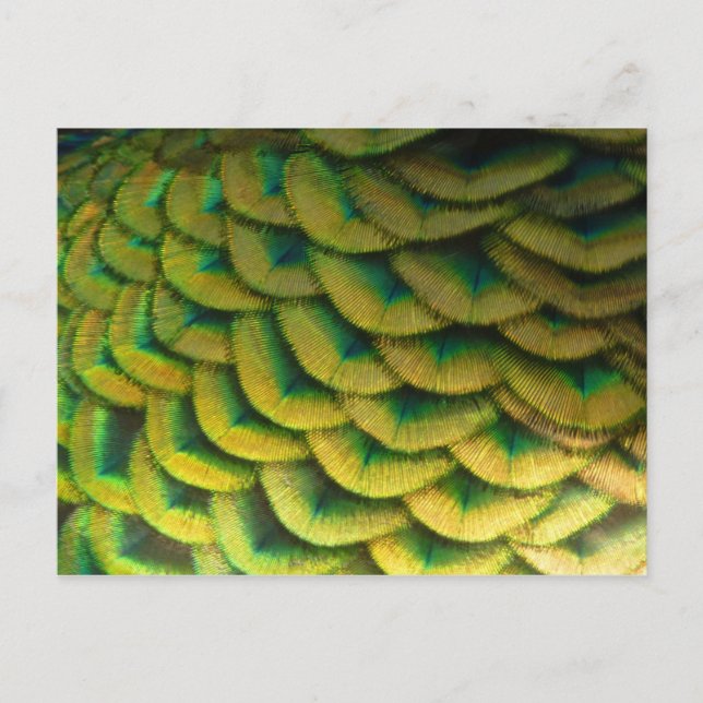 Peacock Feathers II Colourful Nature Postcard (Front)