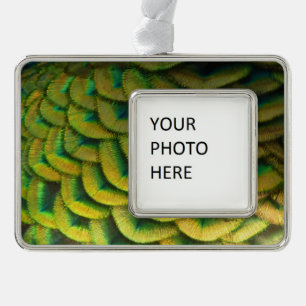 Peacock Feathers II Colourful Nature Silver Plated Framed Ornament