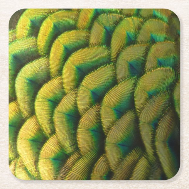 Peacock Feathers II Colourful Nature Square Paper Coaster (Front)