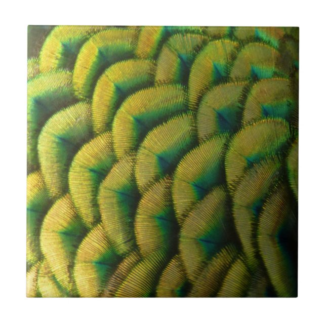 Peacock Feathers II Colourful Nature Tile (Front)