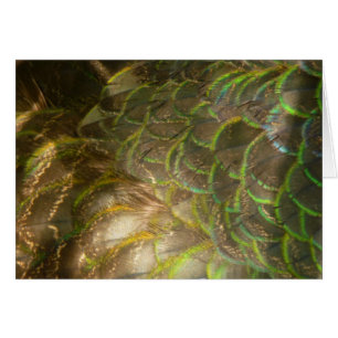 Peacock Feathers III (Female) Subtle Nature Design