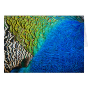 Peacock Feathers IV Colourful Abstract Nature