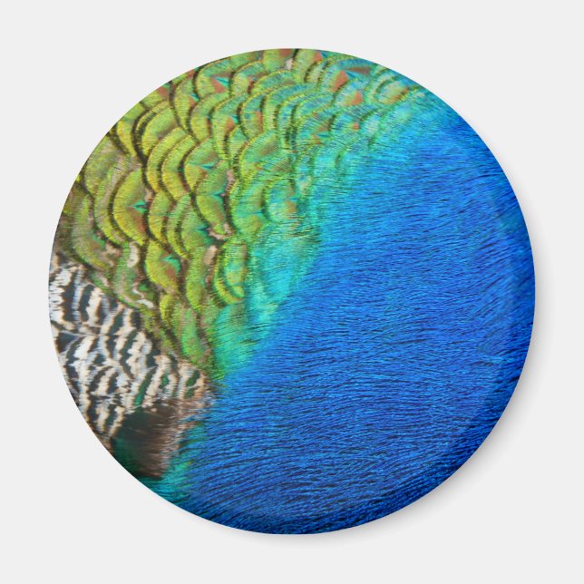 Peacock Feathers IV Colourful Abstract Nature Magnet (Front)