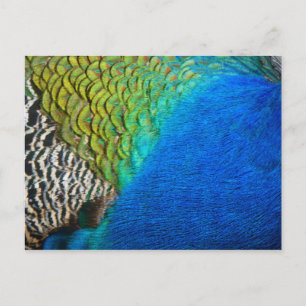 Peacock Feathers IV Colourful Abstract Nature Postcard