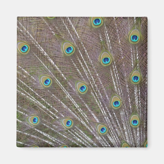 Peacock Feathers Magnet (Front)