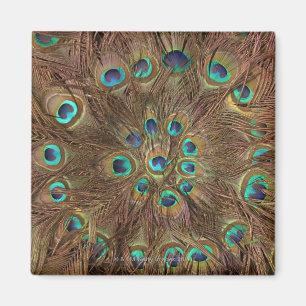Peacock feathers magnet