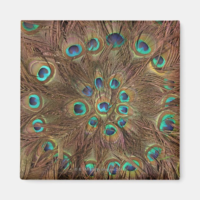 Peacock feathers magnet (Front)