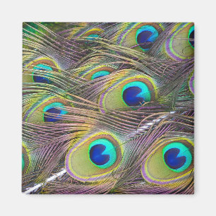 Peacock Feathers Magnet