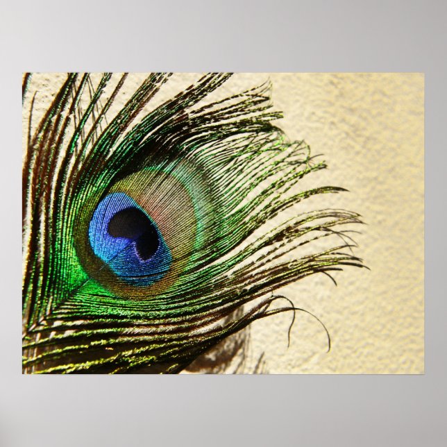 Peacock Feathers on Wall Poster (Front)