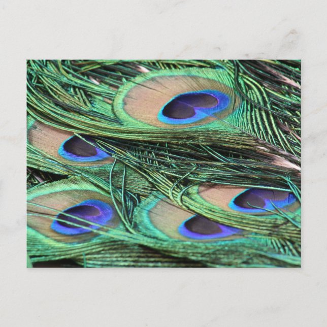 Peacock Feathers Postcard (Front)