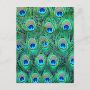Peacock Feathers Postcard