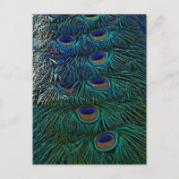 Peacock Feathers