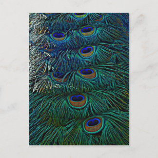 Peacock Feathers Postcard