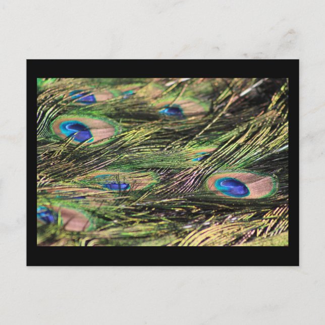 Peacock feathers postcard (Front)