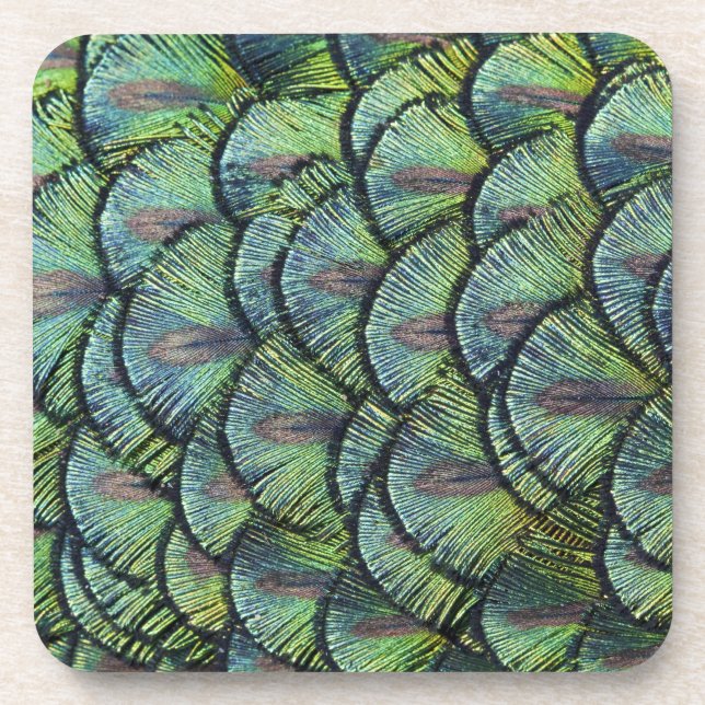 Peacock Feathers Set of 6 Coasters (Front)