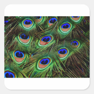Peacock Feathers Square Sticker