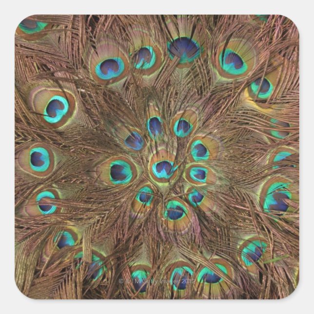 Peacock feathers square sticker (Front)