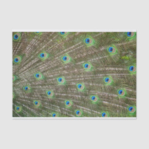 Peacock Feathers Tissue Paper
