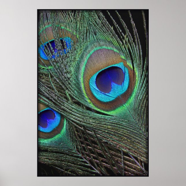 Peacock Feathers Vertical Poster -40x60 (Front)
