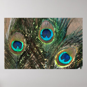 Peacock Feathers with Rocks Poster