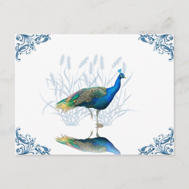 Peacock Garden Postcard (Front)