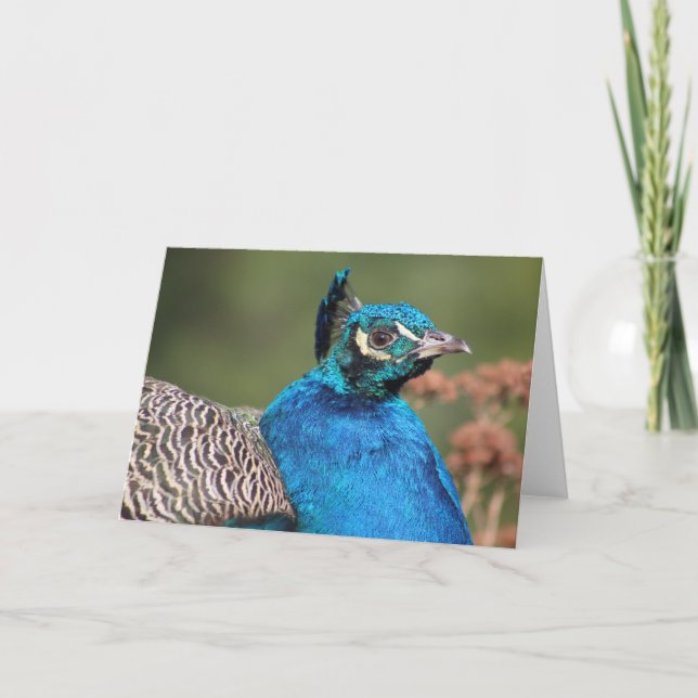 Peacock Greeting Card (Front)