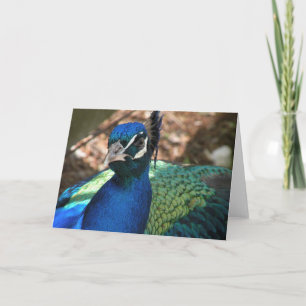 Peacock Greeting Card