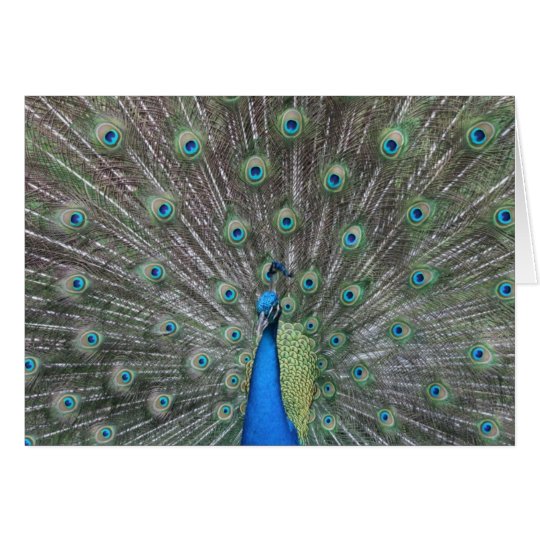Peacock Greeting Card