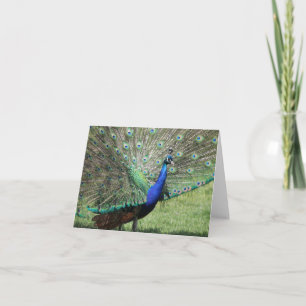 Peacock Greeting Card