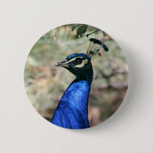 Peacock Head Closeup 6 Cm Round Badge