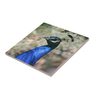 Peacock Head Closeup Ceramic Tile