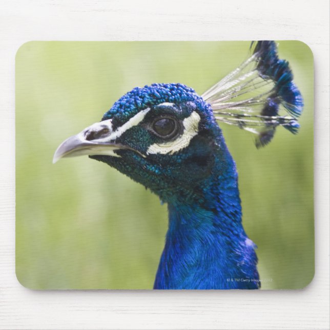 Peacock head mouse pad (Front)