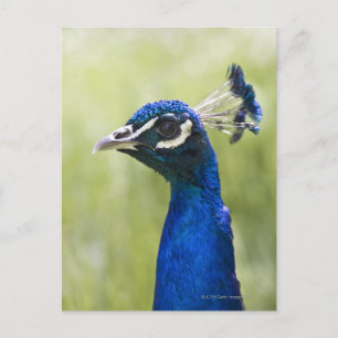 Peacock head postcard