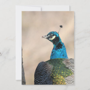 Peacock Holiday Card