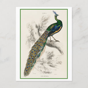 Peacock Illustration by Sir William Jardine Postcard