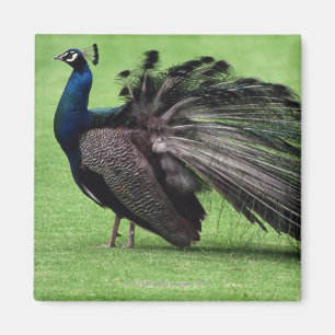 Peacock in field magnet