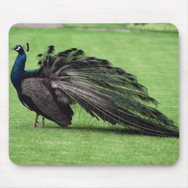 Peacock in field mouse pad (Front)