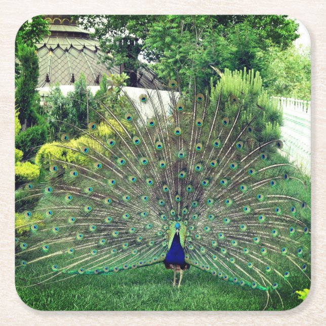Peacock in Garden photo  Custom Square Coasters (Front)