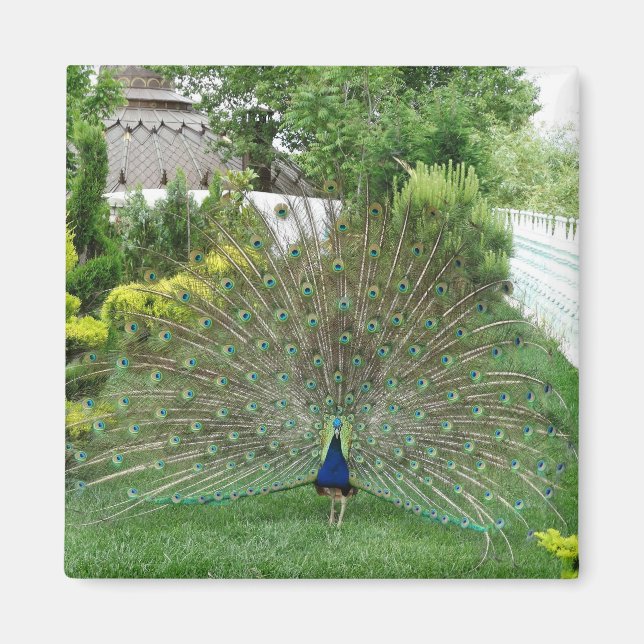 Peacock In Garden Photo Magnet (Front)