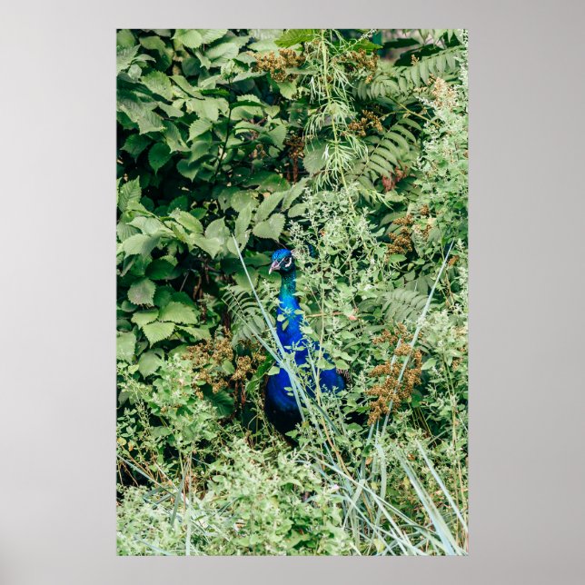 Peacock in green bushes poster (Front)