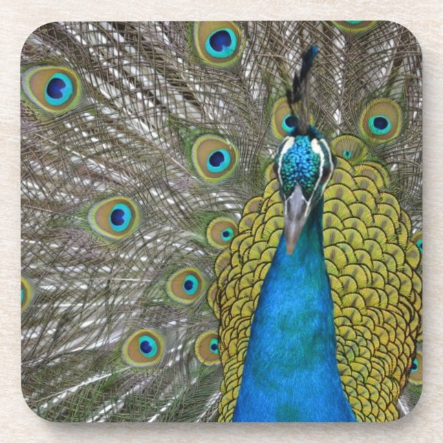 Peacock in Kauai Hawaii Coaster (Front)